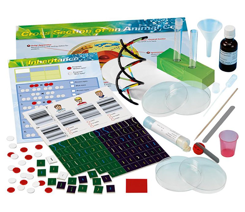 Genetics and DNA Lab