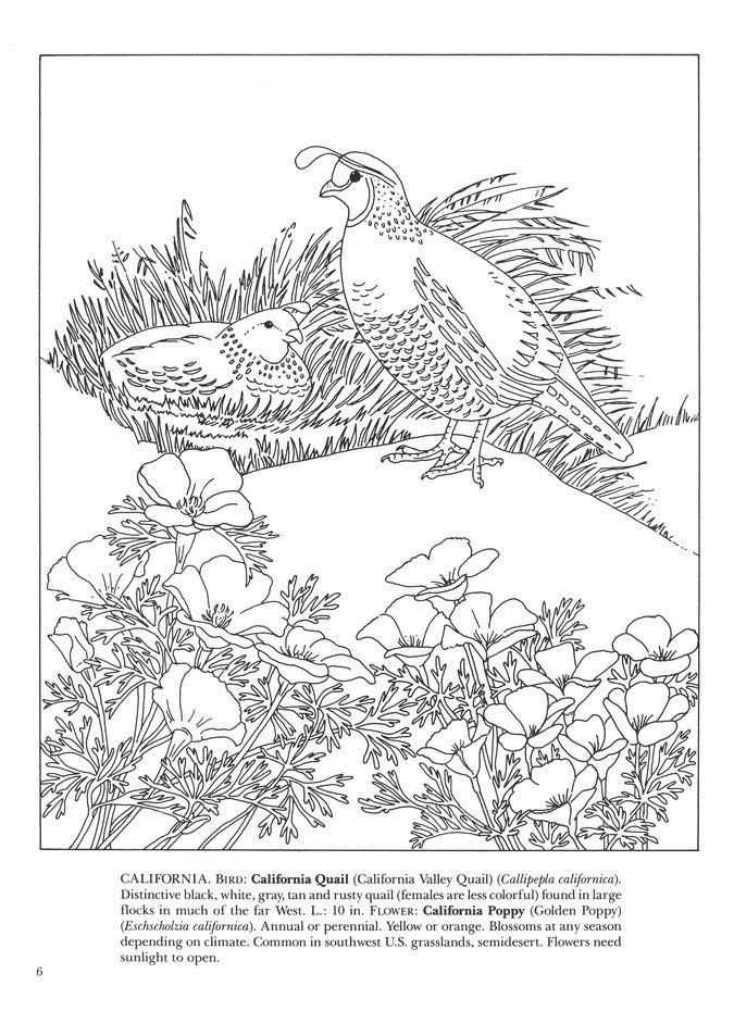 State Birds and Flowers -- coloring book