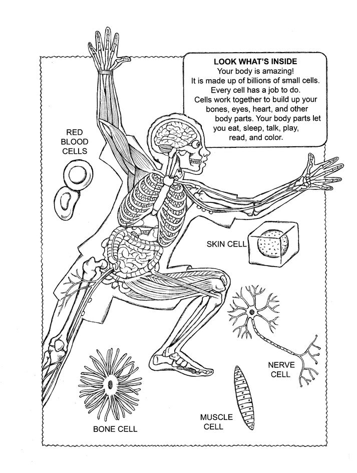 My First Human Body Book