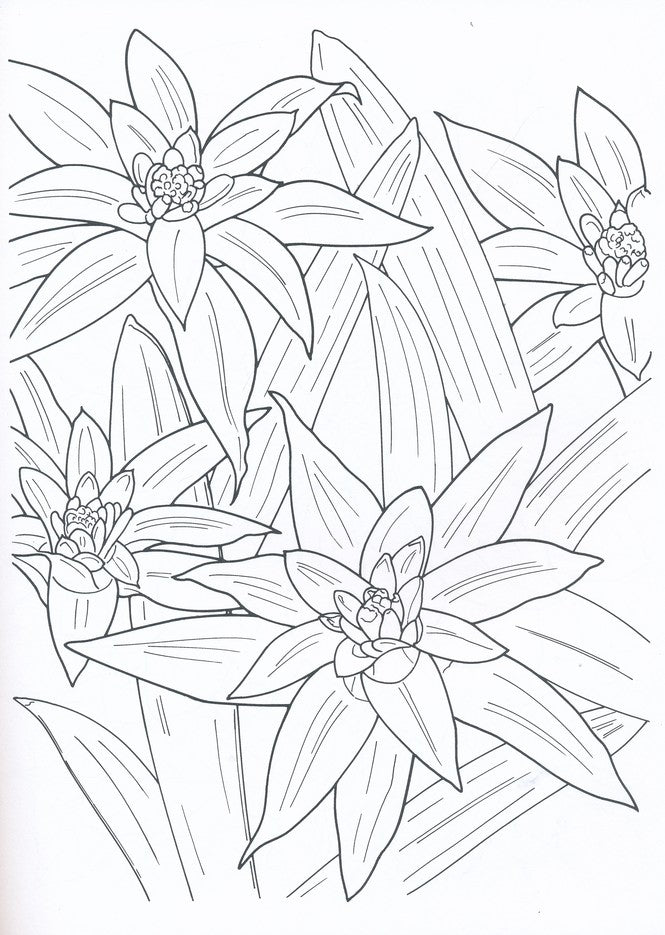 Tropical Blooms Coloring Book