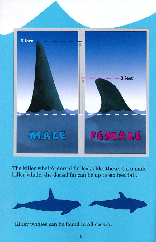 Who Would Win? Killer Whale Vs. Great White Shark