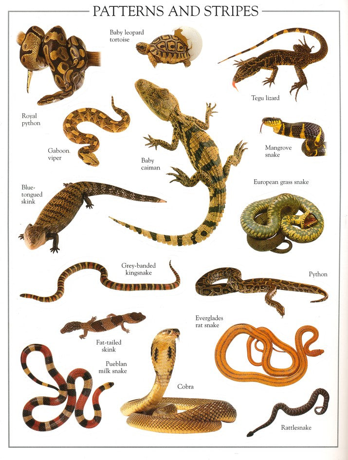 Ultimate Sticker Book: Reptile