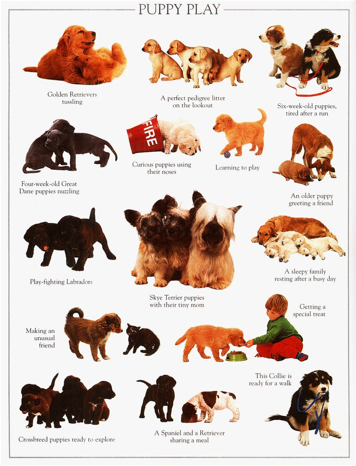 Ultimate Sticker Book: Puppy