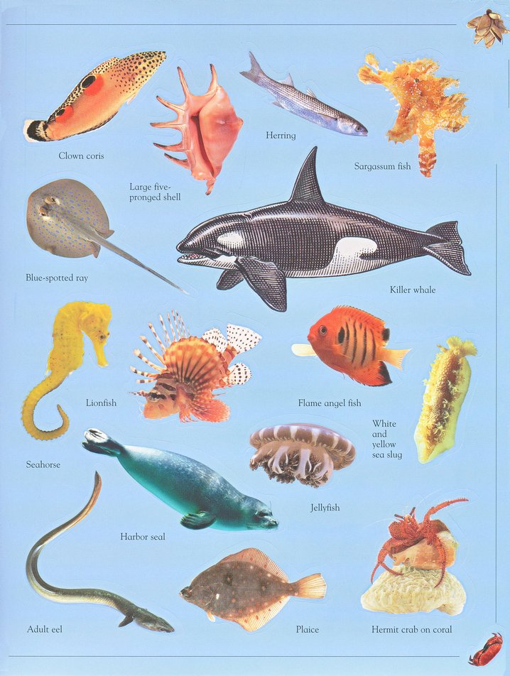 Ultimate Sticker Book: Glow in the Dark: Ocean Creatures