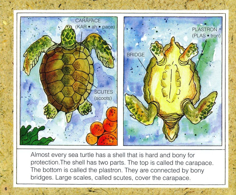 Sea Turtles, New & Updated