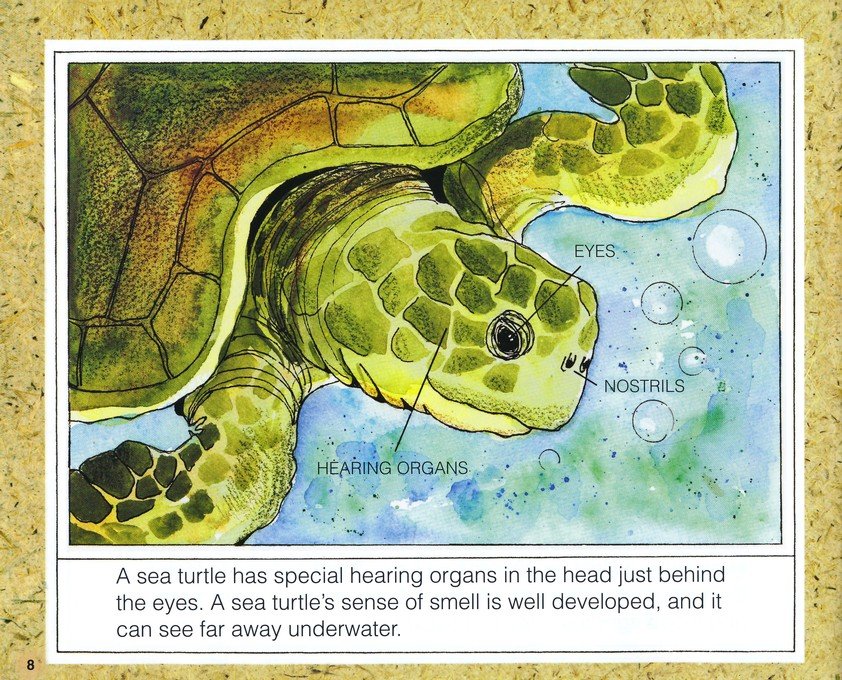 Sea Turtles, New & Updated