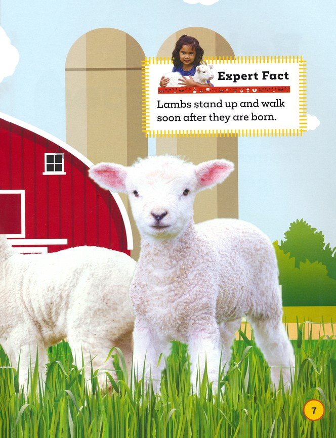 Baby Animals (Be an Expert!)