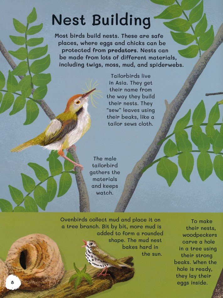 All About Birds: An Illustrated Guide to Our Feathered Friends