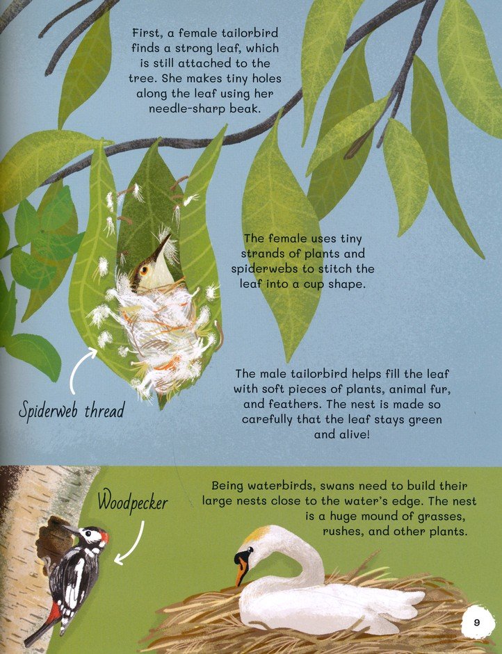 All About Birds: An Illustrated Guide to Our Feathered Friends