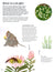 The World of Plants: An Illustrated Guide to the Wonders of the Wild