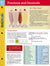 Fractions and Decimals FlashCharts