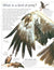 DK Eyewitness Books: Eagles & Birds of Prey