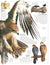 DK Eyewitness Books: Eagles & Birds of Prey