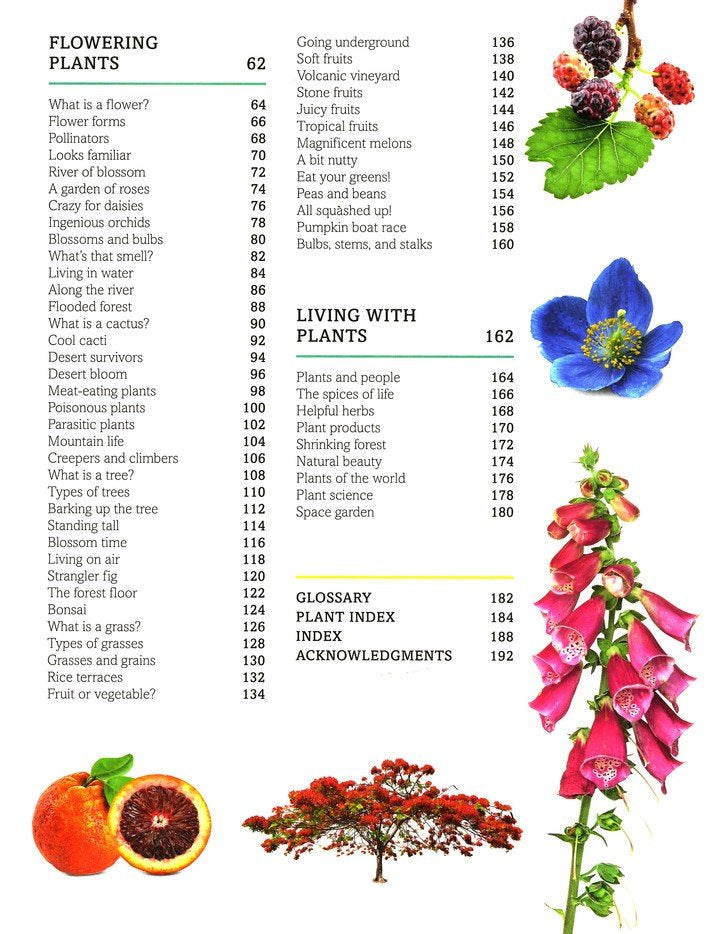 Trees, Leaves, Flowers and Seeds: A Visual Encyclopedia of the Plant Kingdom