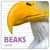 Whose Is It?: Beaks