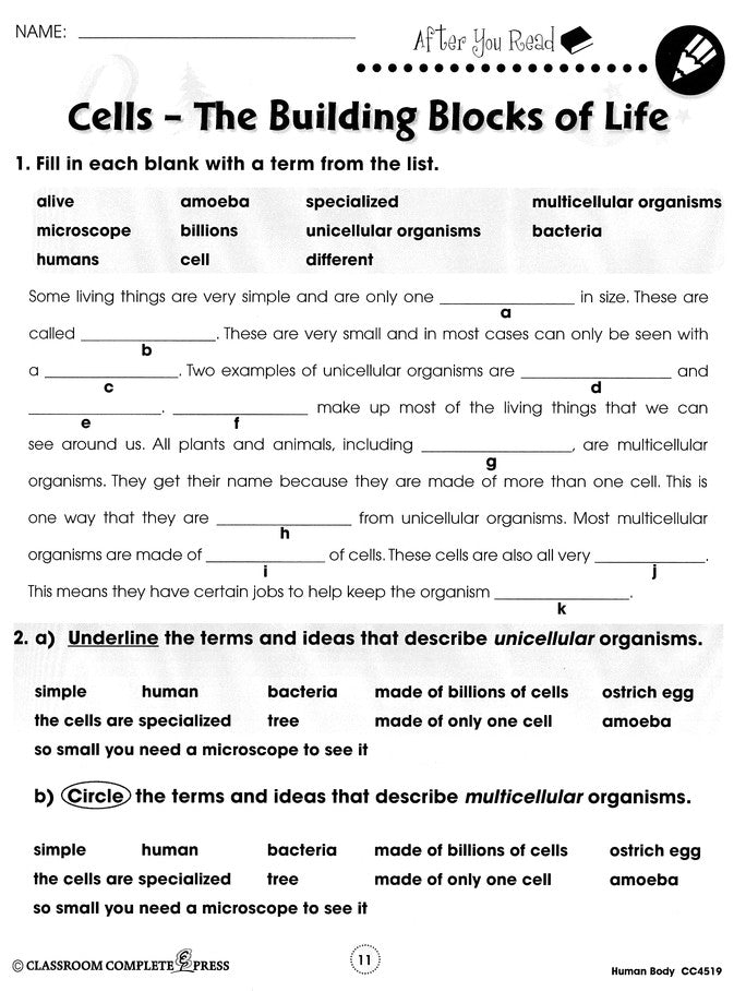 Human Body Big Book Grades 5-8