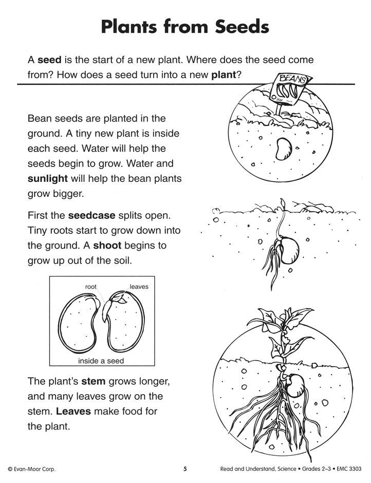 Read & Understand Science, Grades 2-3