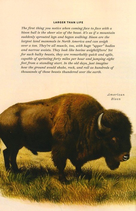 The Little Book of North American Animals: A Guide to North America's Majestic Creatures