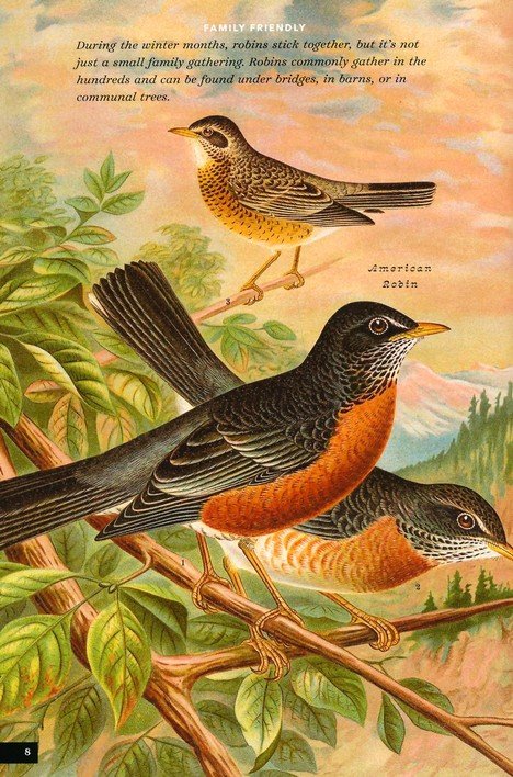 The Little Book of North American Birds: A Guide to North America's Feathered Friends