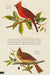 The Little Book of North American Birds: A Guide to North America's Feathered Friends