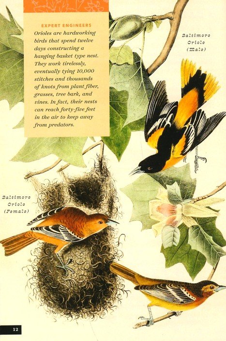 The Little Book of North American Birds: A Guide to North America's Feathered Friends