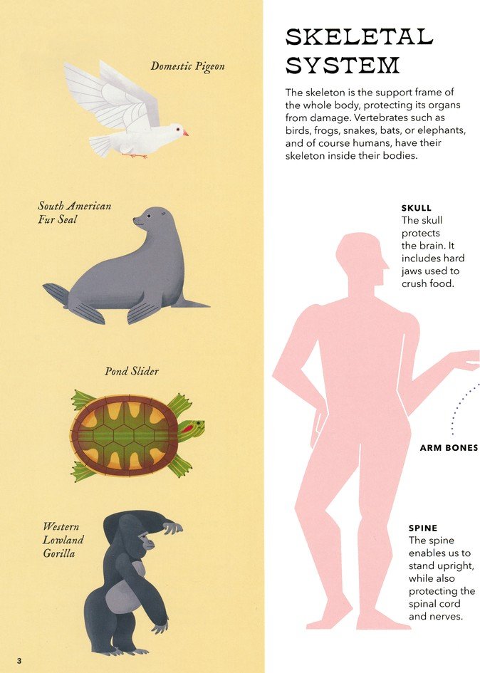 Foldout Anatomy: An Interactive Look Inside Humans and Animals