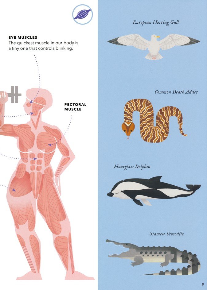 Foldout Anatomy: An Interactive Look Inside Humans and Animals