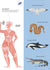 Foldout Anatomy: An Interactive Look Inside Humans and Animals