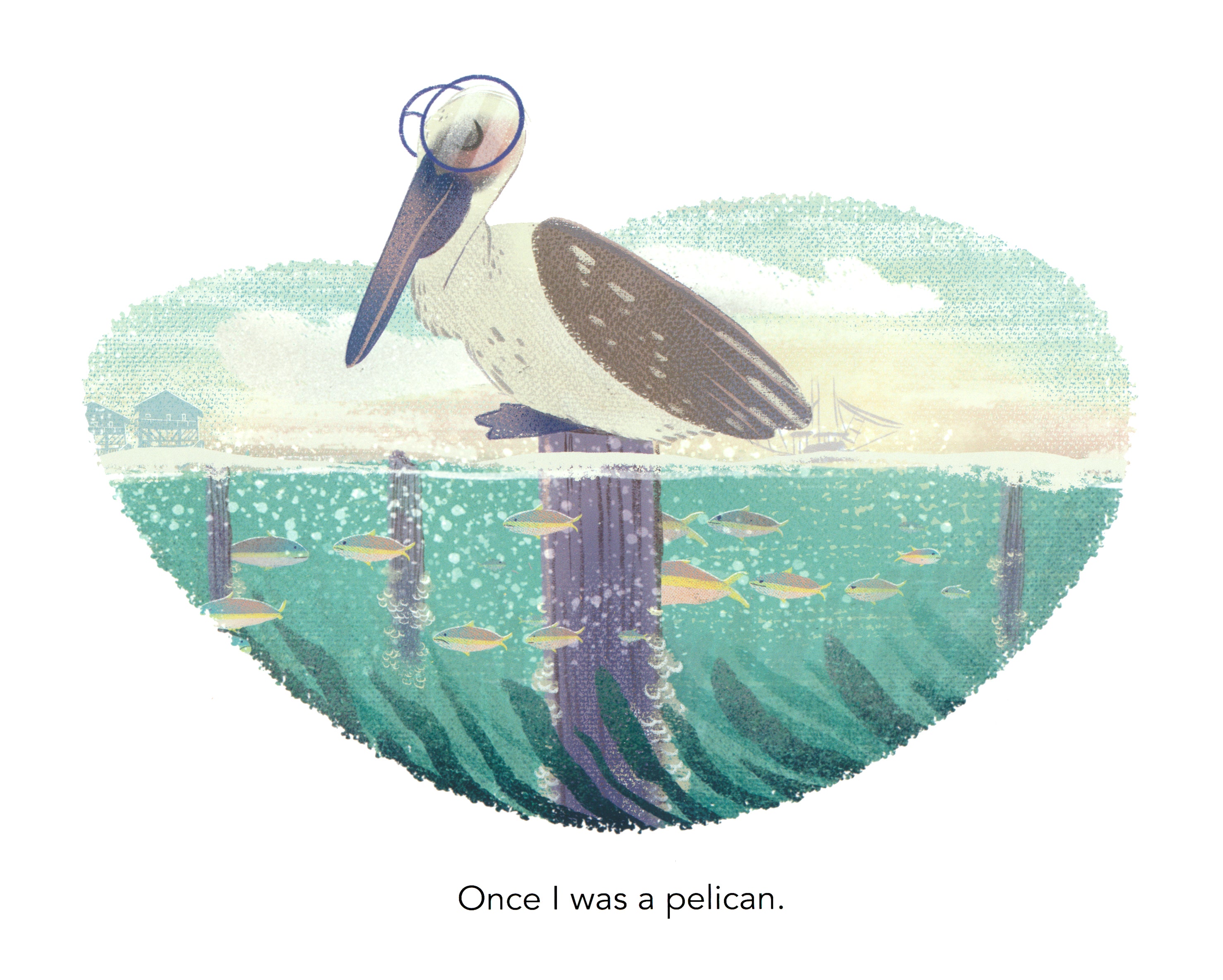 When I Was a Pelican