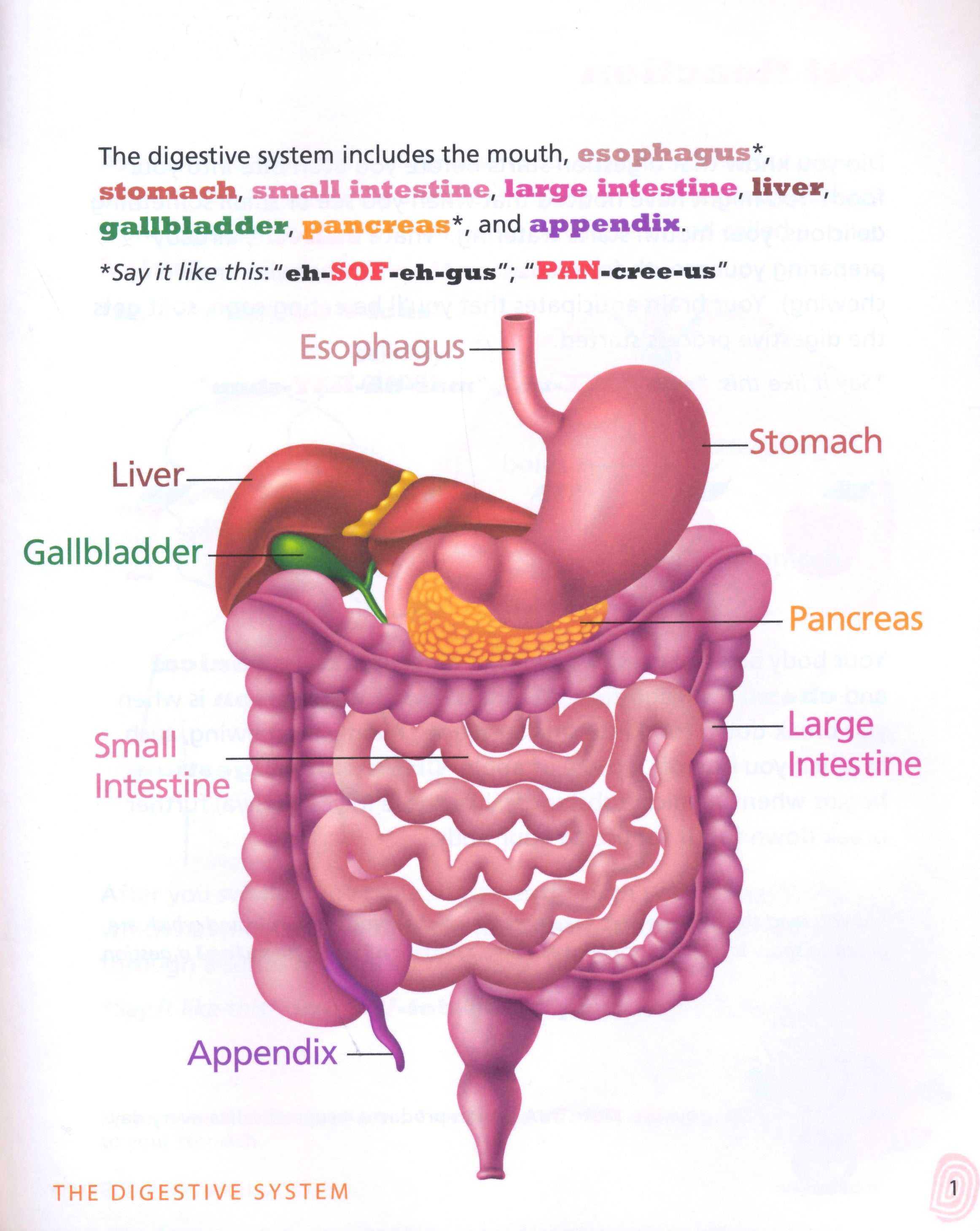 Renal System: Know Your Body