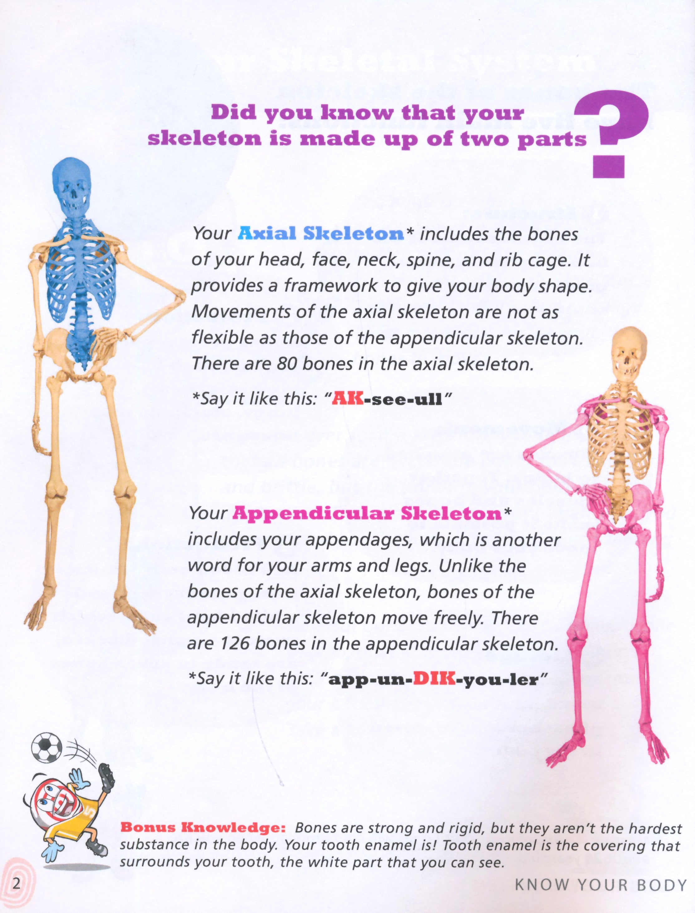 Renal System: Know Your Body